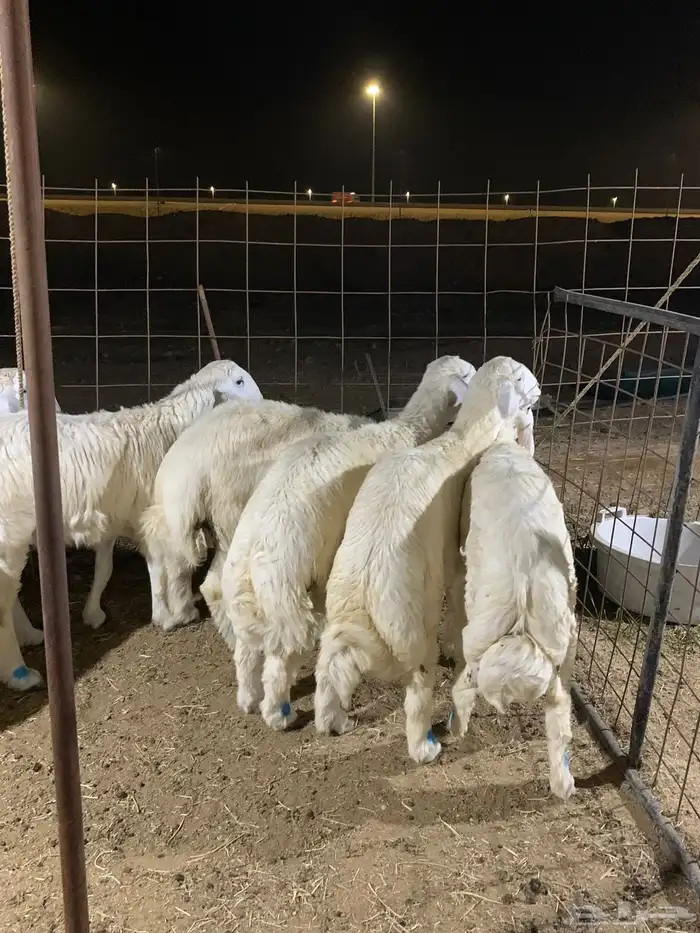 ذبايح فاخره فل شحم 6