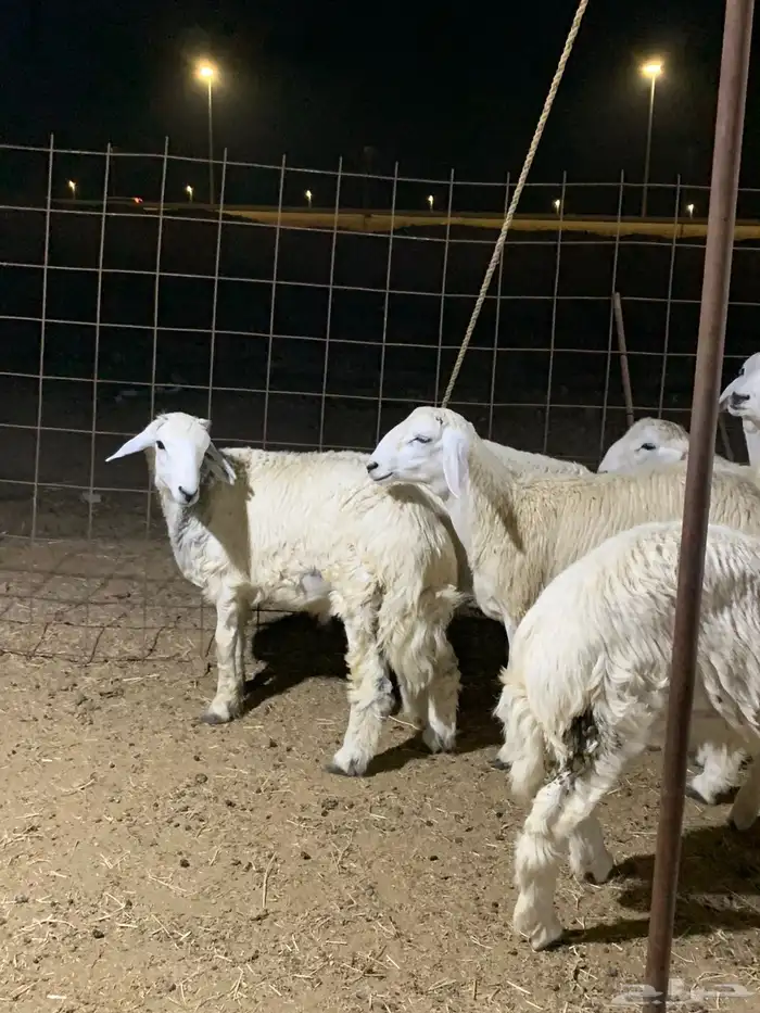 ذبايح فاخره فل شحم 13