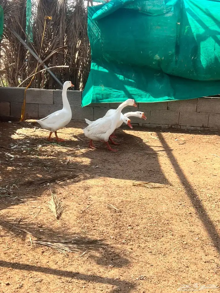 وز بلغاري منتج 4