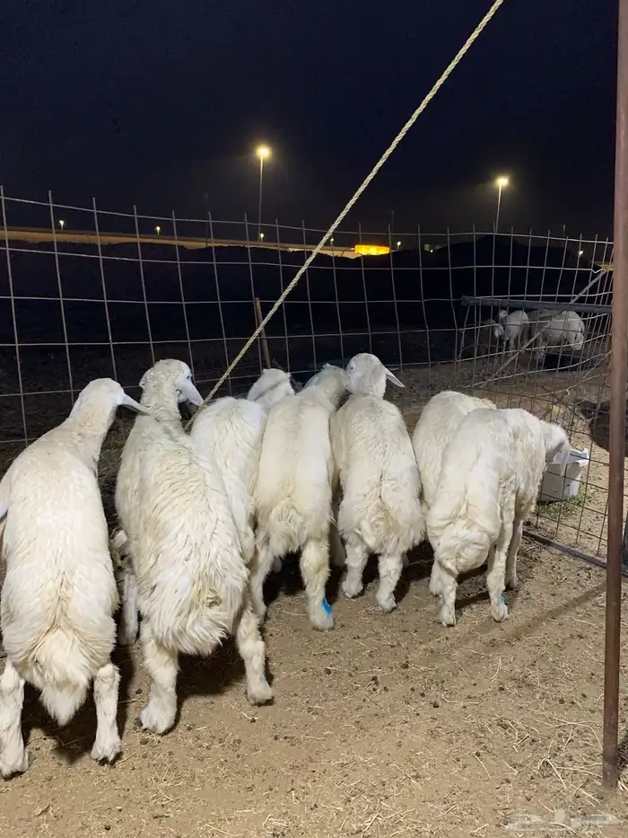 ذبايح فاخره فل شحم 9