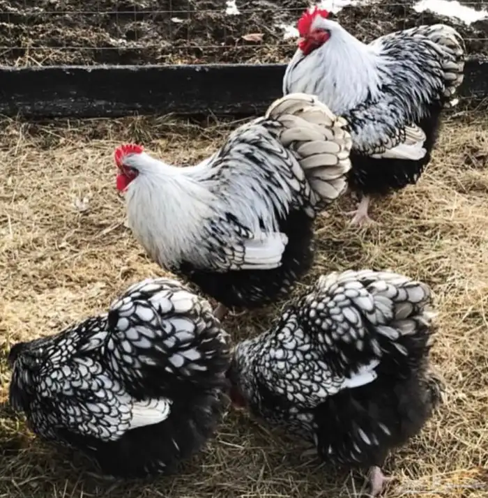 اعلان بيعه 2 صيصان سلاله الاوربينقتون 1