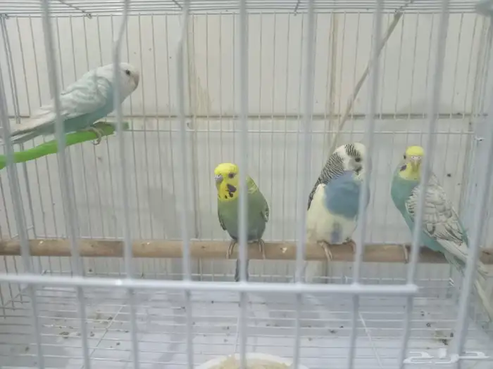 طيور الحب جوزين ثنين ذكر وثنين أنثى 0
