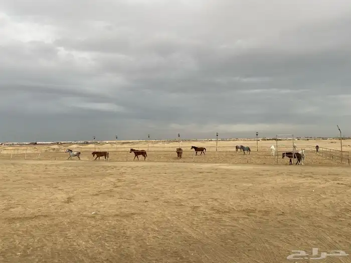 ايواء خيل بوايك 1