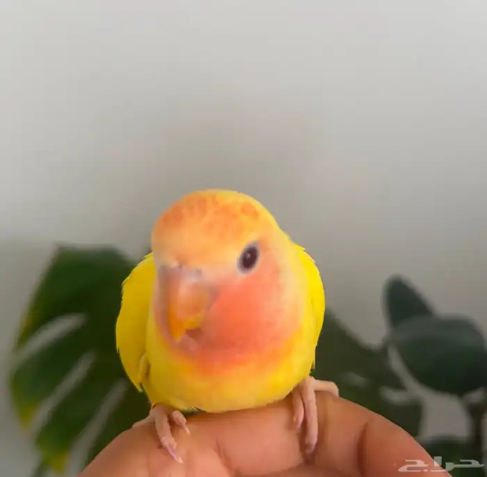 فرخ روز رد اوبلاين تم البيع 0