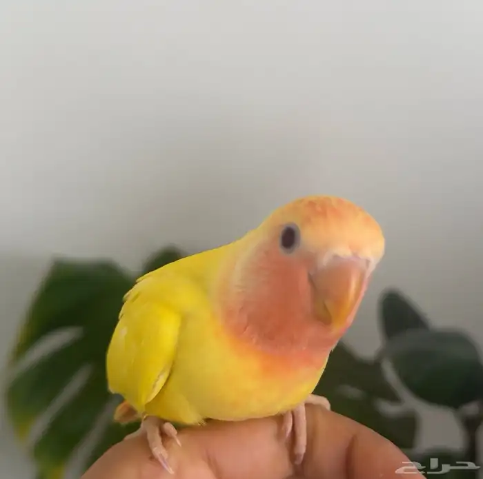 فرخ روز رد اوبلاين تم البيع 1