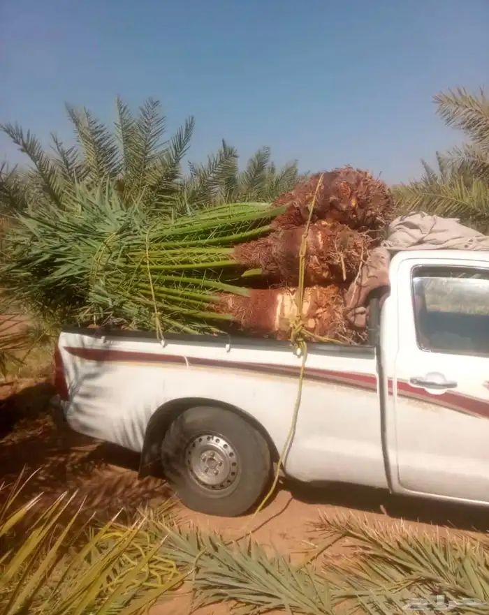 نخيل للبيع طالع نجران 0