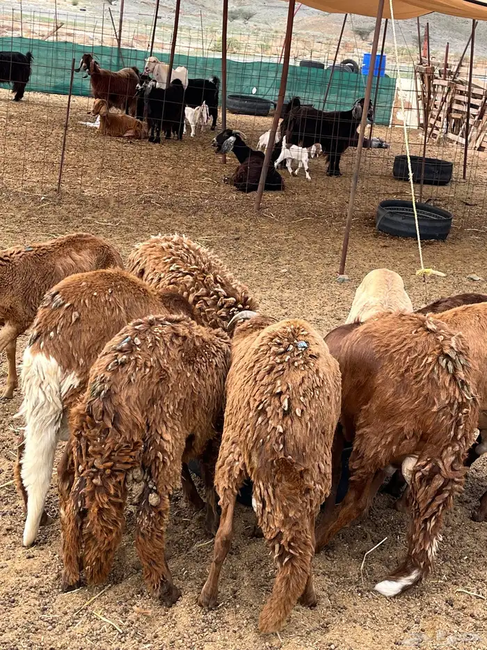 سواكني تربيه شي نظيف 0