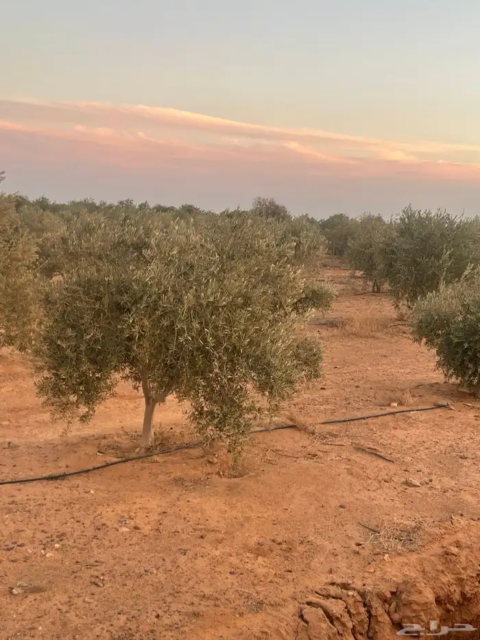 اشجار زيتون 1