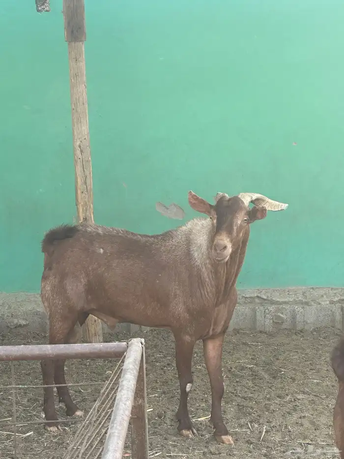 للبيع فحول محايل. ( تم للبيع) 2