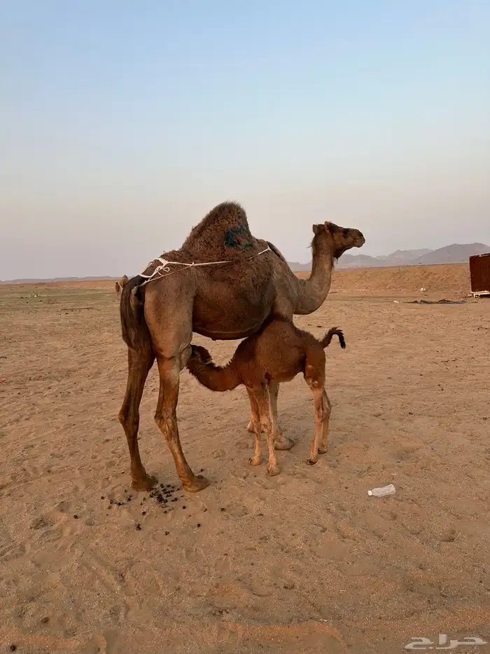 خلفه طيبه مصغر وتحتها قعود قزم ( تم البيع ) 0