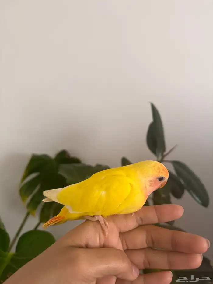 فرخ روز رد اوبلاين تم البيع 2