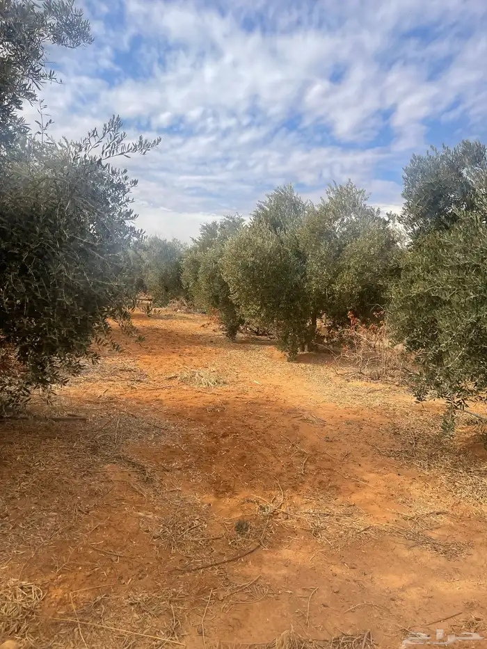 اشجار زيتون 8