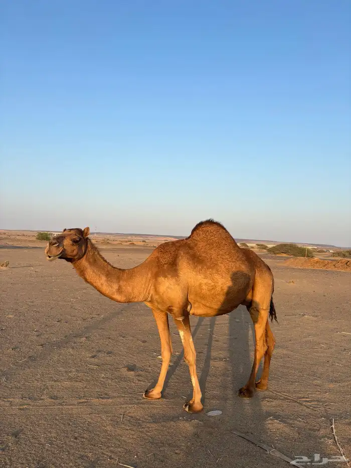 خلفه للبيع 0