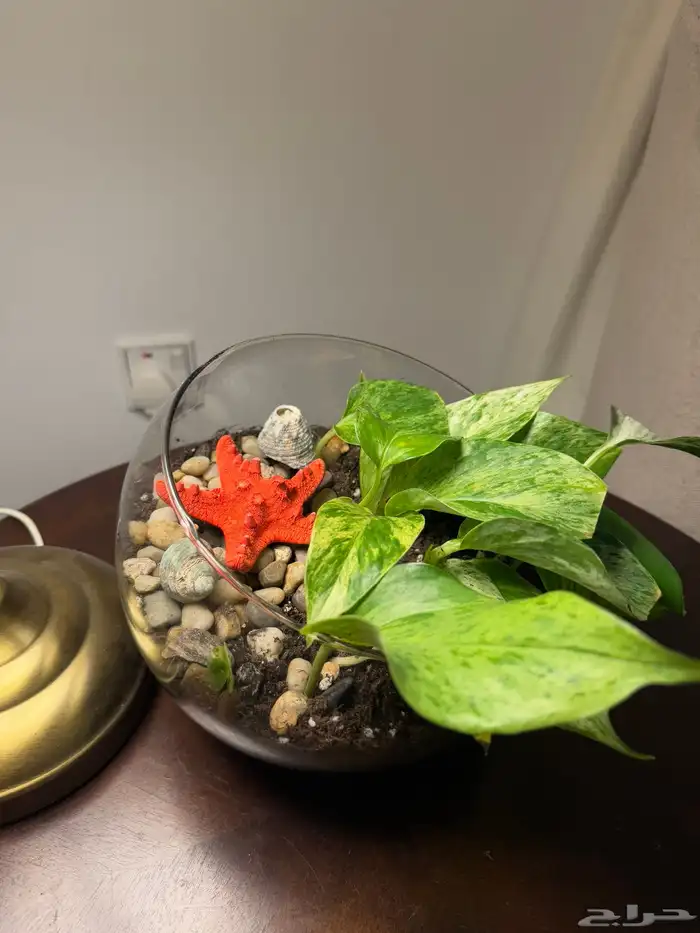 جوري نبات داخلي وهدايا ابتداء من 20 ريال 5