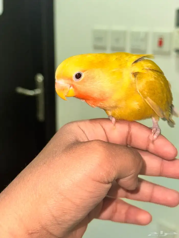 روز نادر 0