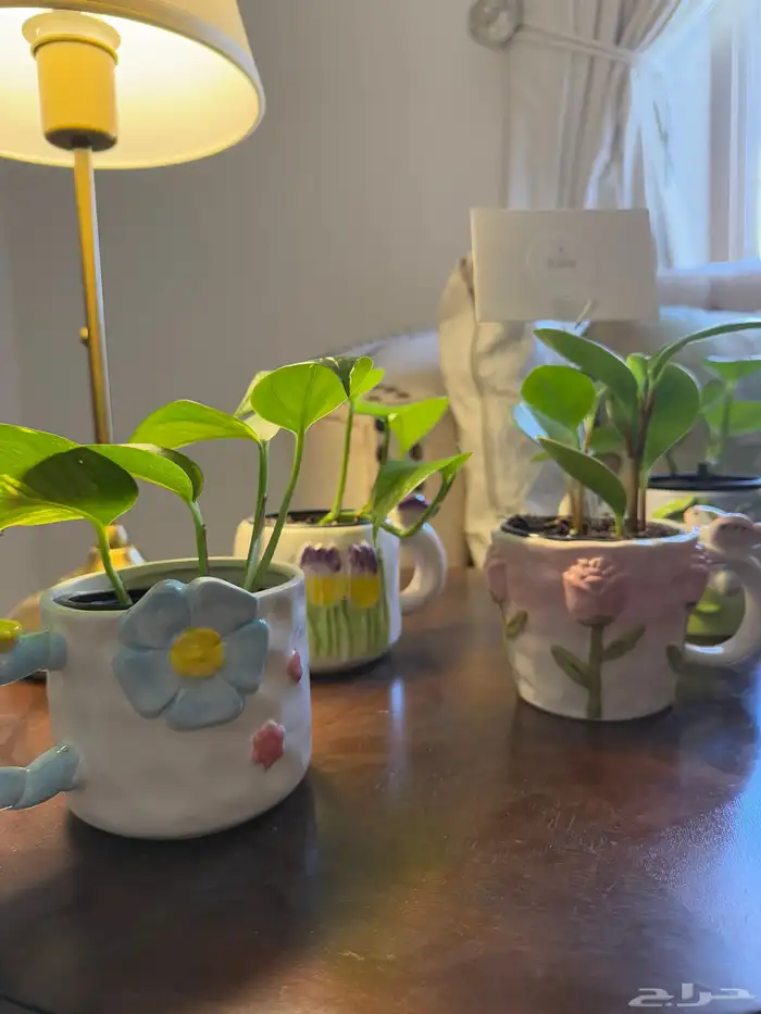 جوري نبات داخلي وهدايا ابتداء من 20 ريال 1