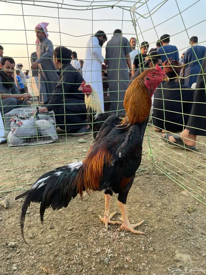 تم البيع تم البيع ديك شامو ياباني الديك فاخر مره 1