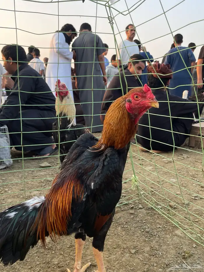تم البيع تم البيع ديك شامو ياباني الديك فاخر مره 2