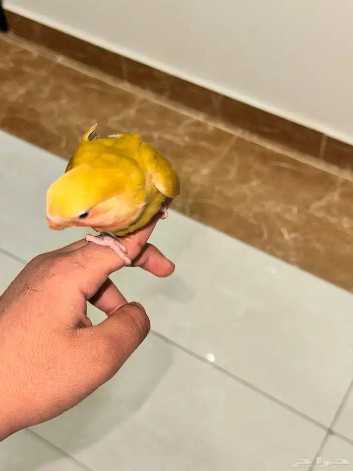 روز نادر 1