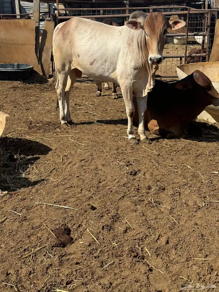 حسلان وعجول بلدي 2