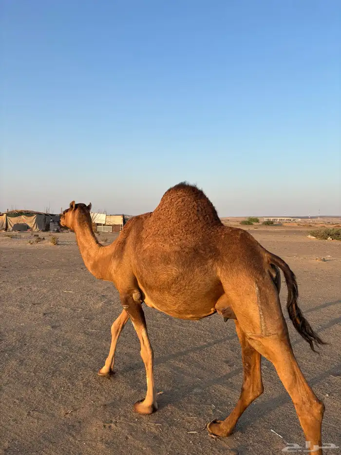 خلفه للبيع 3