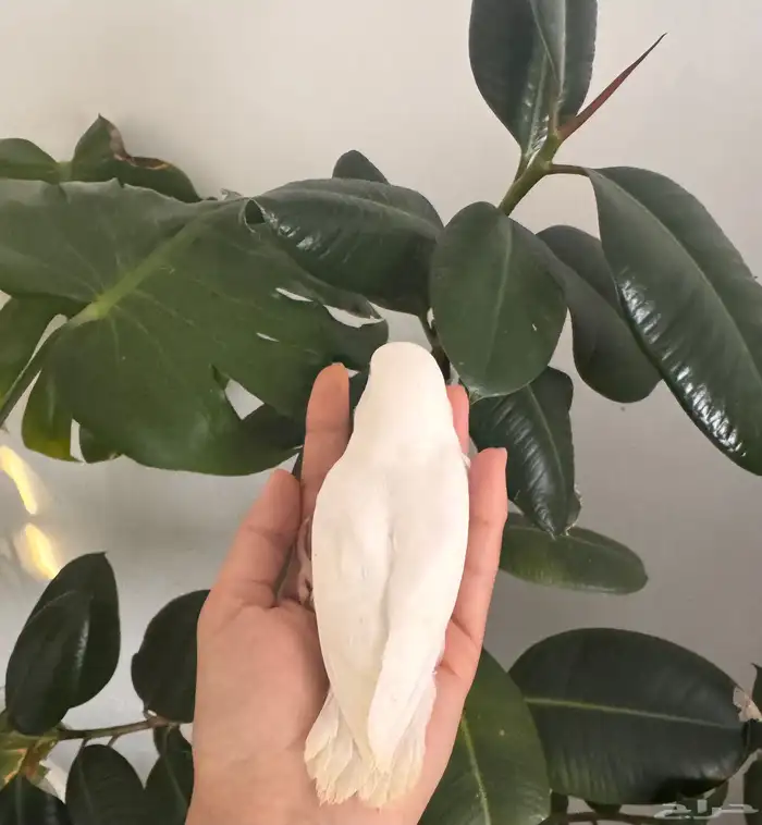 فرخ روز البينو صافي تم البيع 2