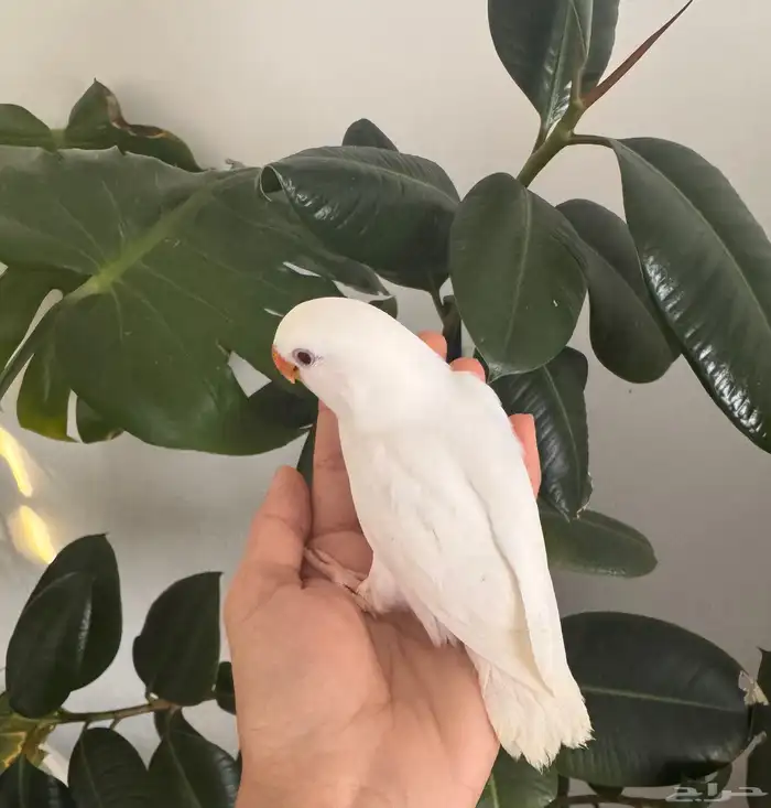 فرخ روز البينو صافي تم البيع 1