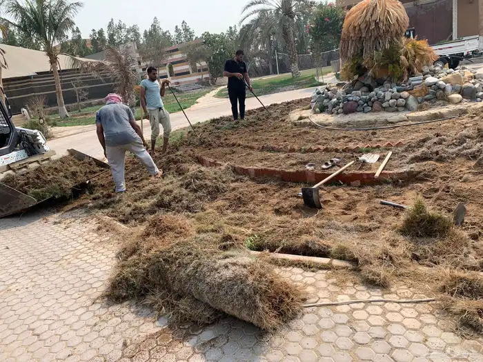 نجيله عشب طبيعي ثيل مضمون 22