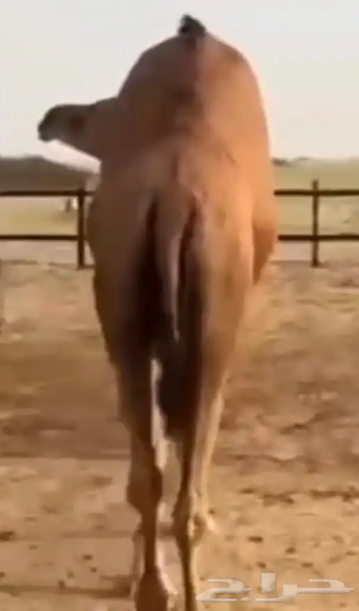 بعير جمل ساحلي 1