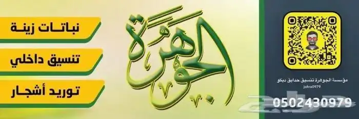اشجار زيتون 11