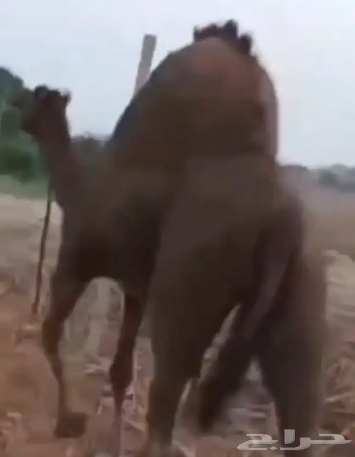 بعير جمل ساحلي 2