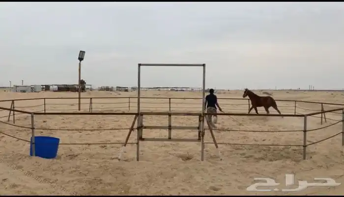 ايواء خيل بوايك 2
