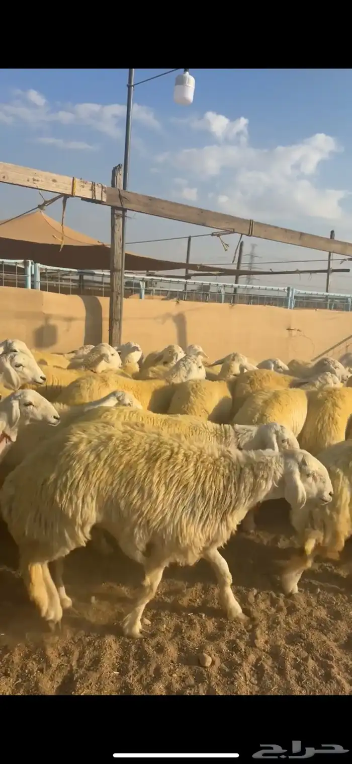 رخال جذعات كفو ( تمم البيع ) 2