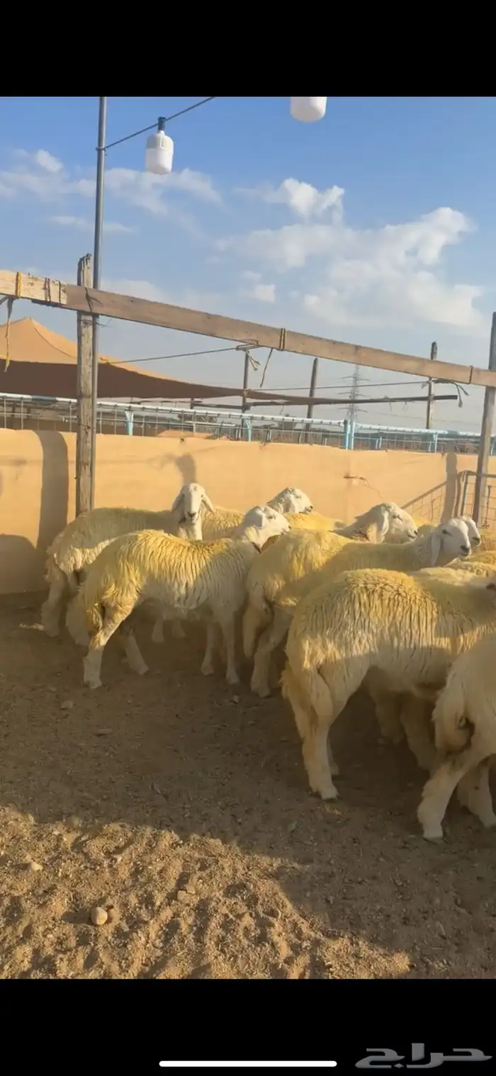 رخال جذعات كفو ( تمم البيع ) 3