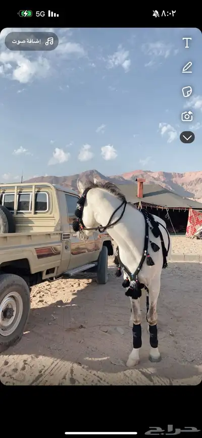 زينه خيل للبيع نضيفه شرط 1