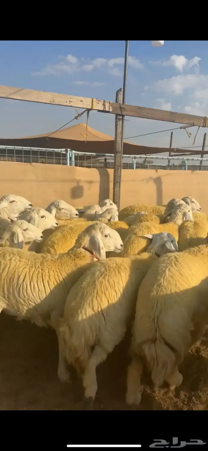 رخال جذعات كفو ( تمم البيع ) 6