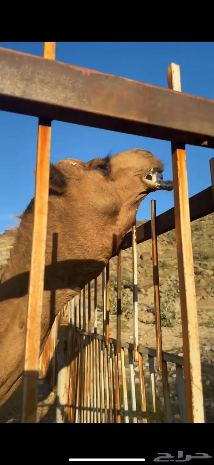 فحل ممتاز على الشرط 0