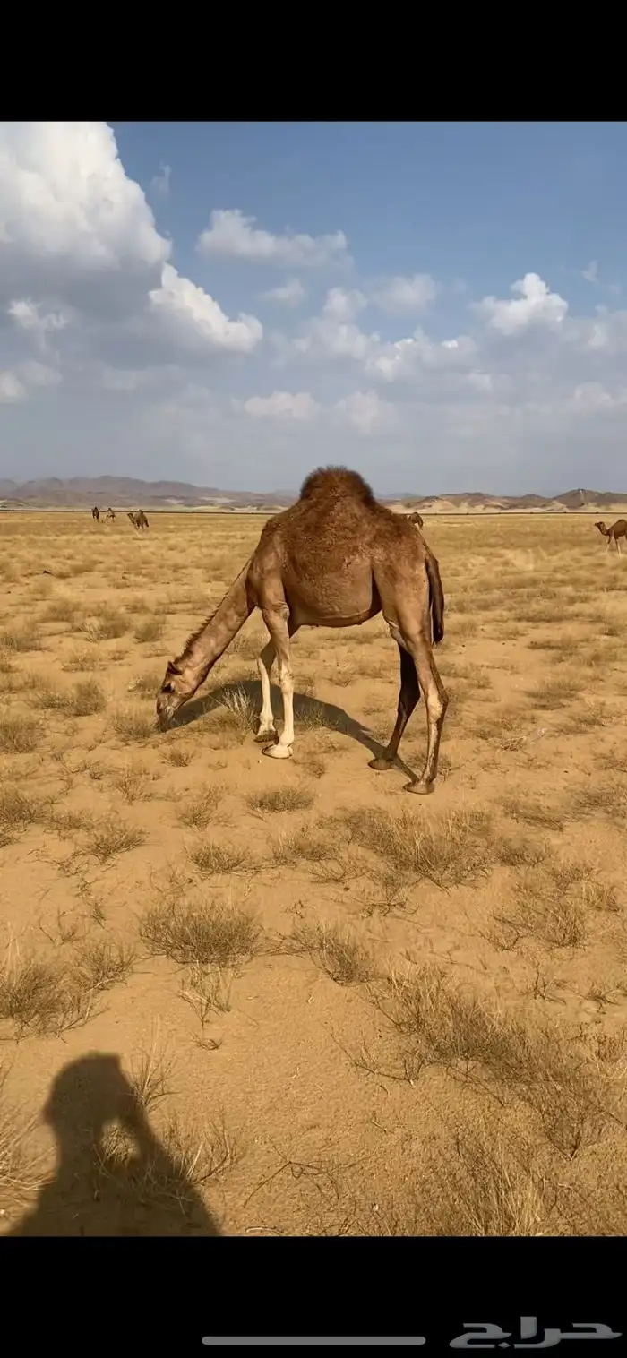 بكره مفروده موقع المظيلف 2