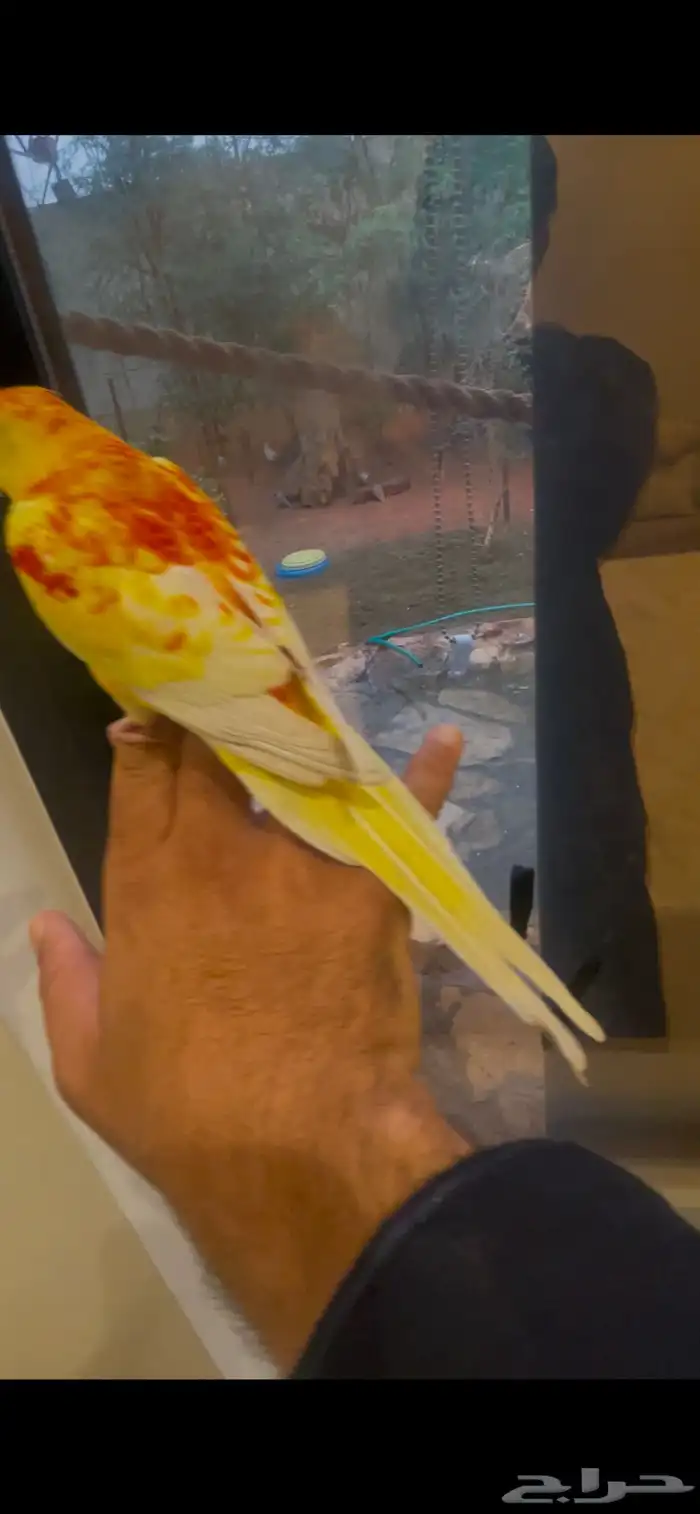 براكيت لون مميز اليف جدا  ماشاءالله 0