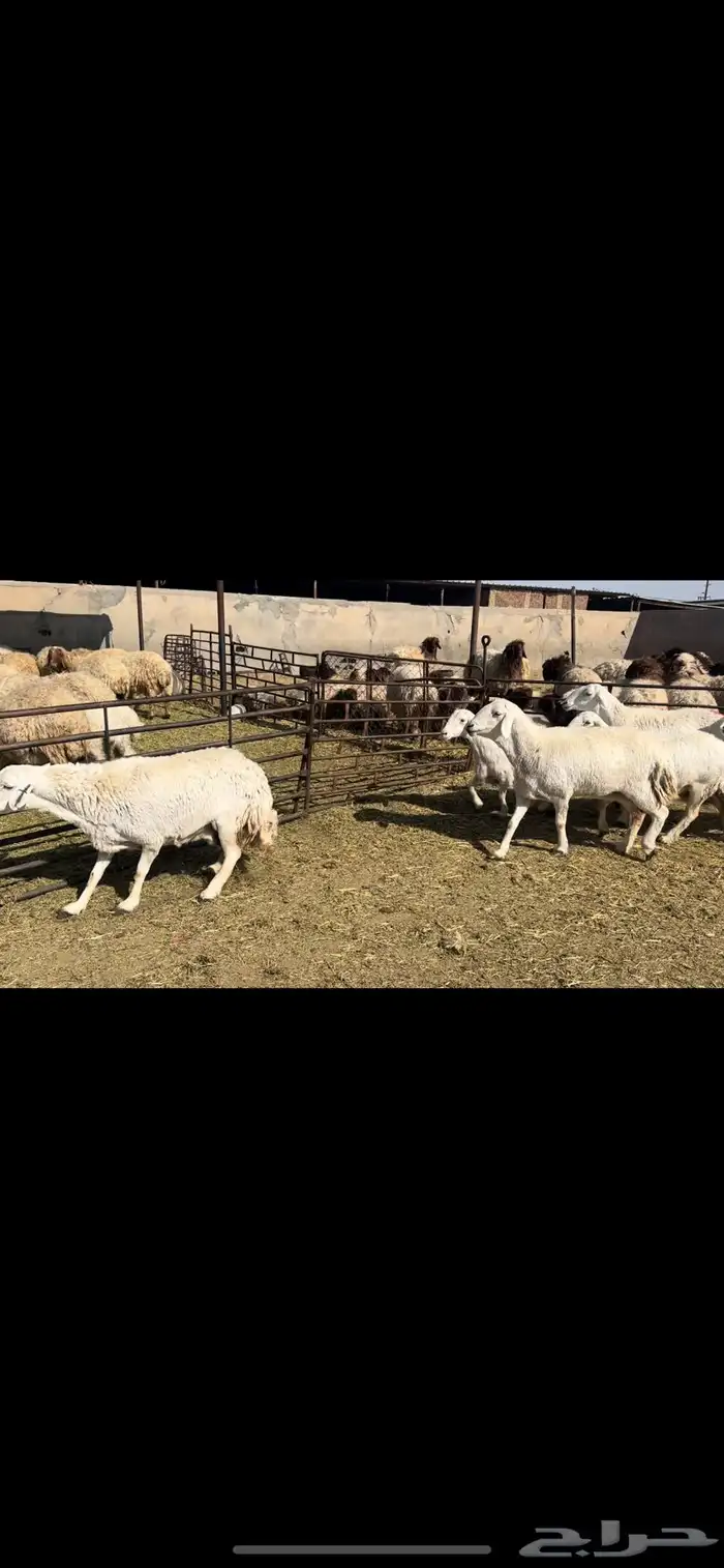 غنم حريات فاخره 0
