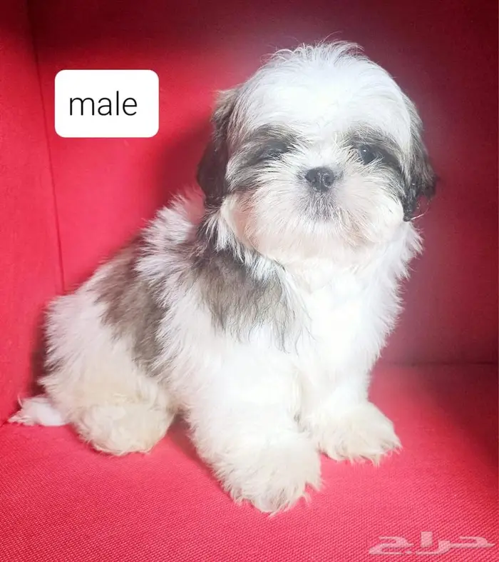 Small breeds toy size puppy available for sale 10