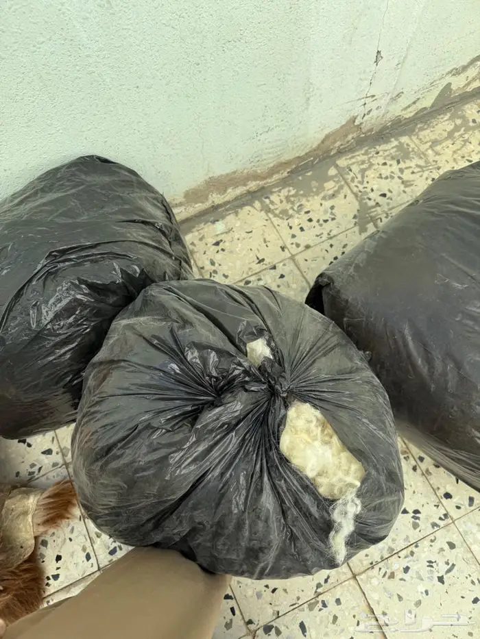 صوف خرفان نعيم للبيع 1