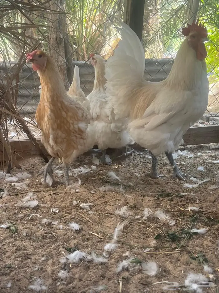 دجاج زينة 8
