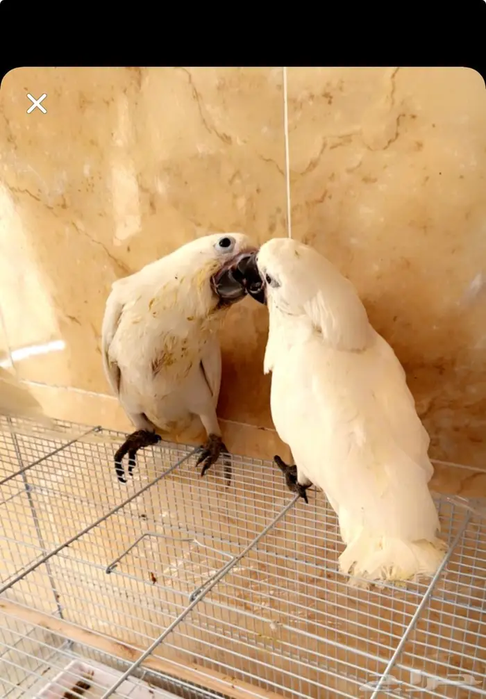 فروخ مكاو بلو قولد فروخ كوكاتو امبريلا غر تم البيع 4