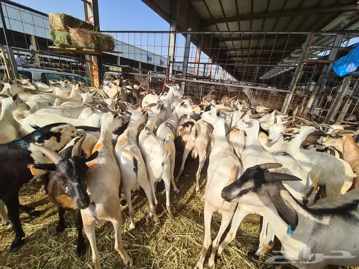 عقيقة هدي بربري بسعر 750 شامل الذبح و التوصيل 6