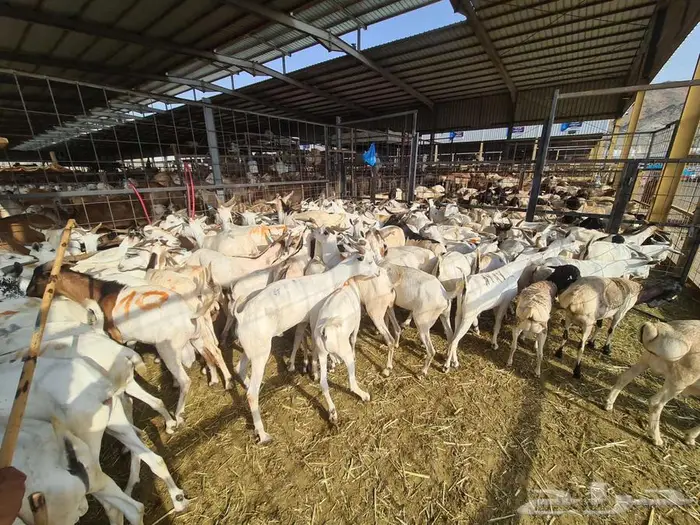 عقيقة هدي بربري بسعر 750 شامل الذبح و التوصيل 2