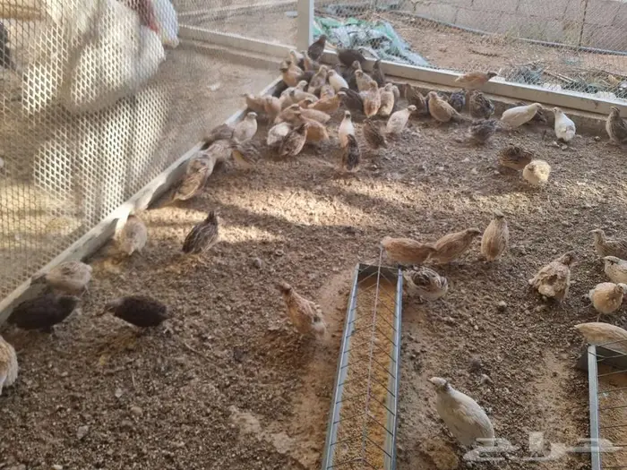 سمان فري احجام وصحه ما شاء الله 2