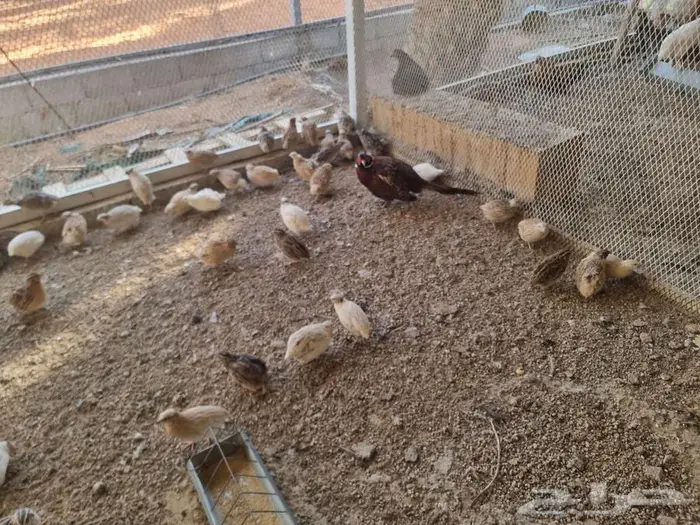 سمان فري احجام وصحه ما شاء الله 1