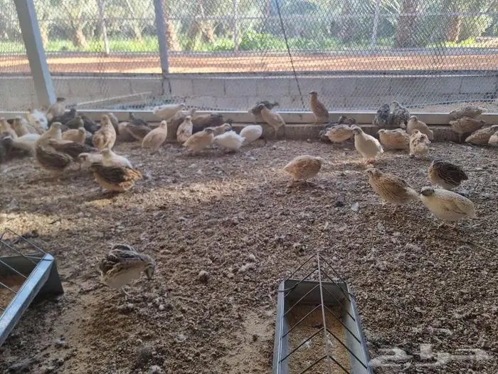 سمان فري احجام وصحه ما شاء الله 0