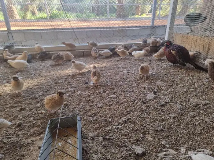 سمان فري احجام وصحه ما شاء الله 4